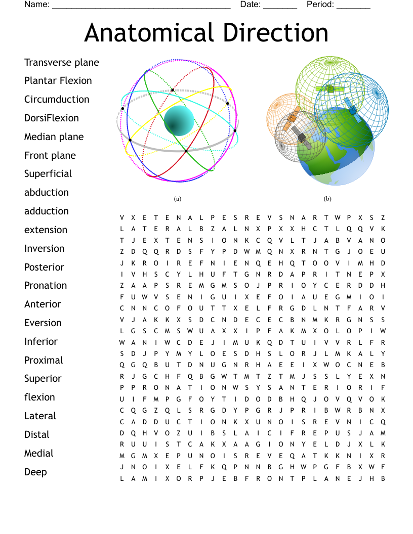 Anatomical Direction Word Search