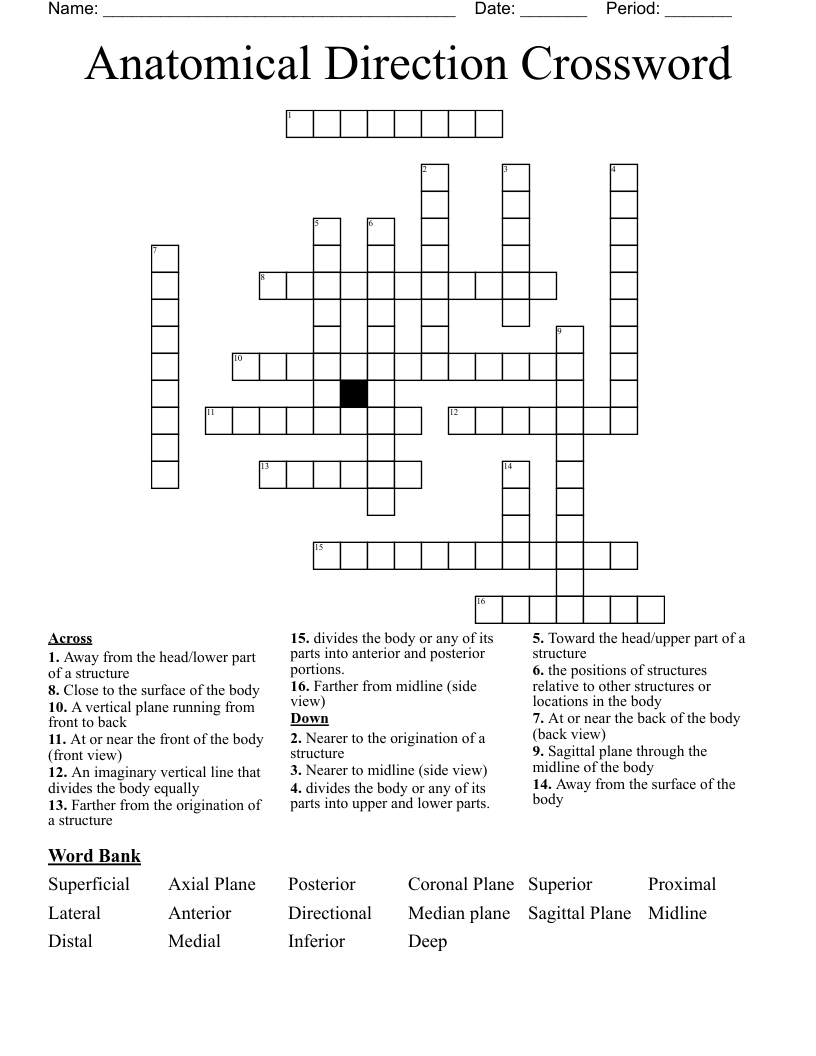 Anatomical Direction Crossword