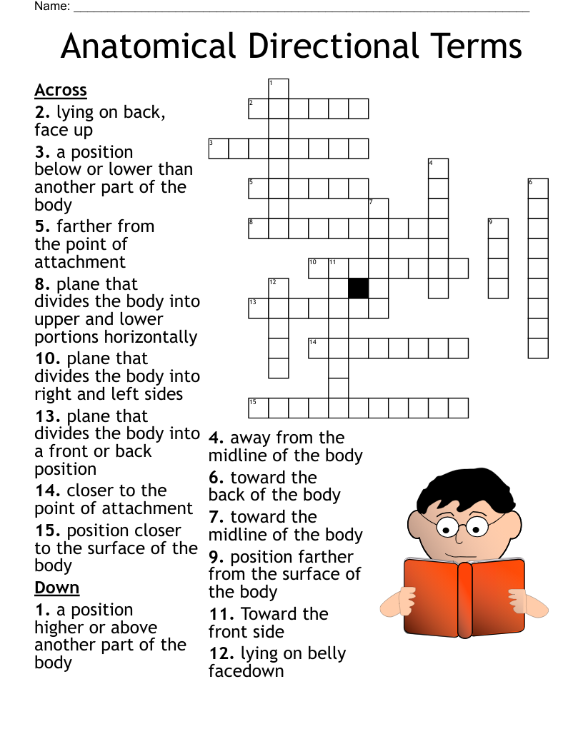 Anatomical Directional Terms Crossword