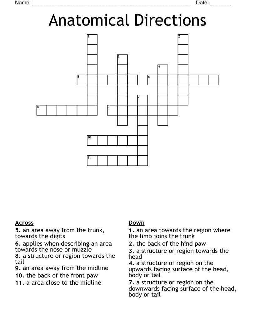 Anatomical Directions Crossword