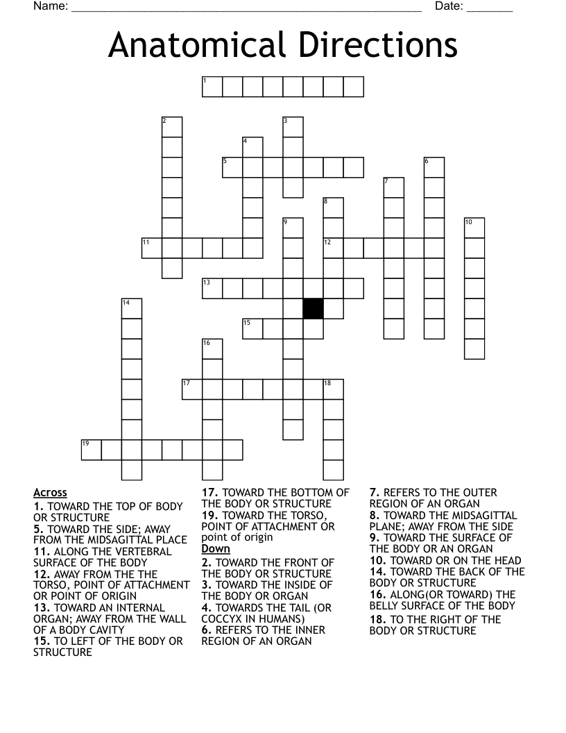 Anatomical Directions Crossword