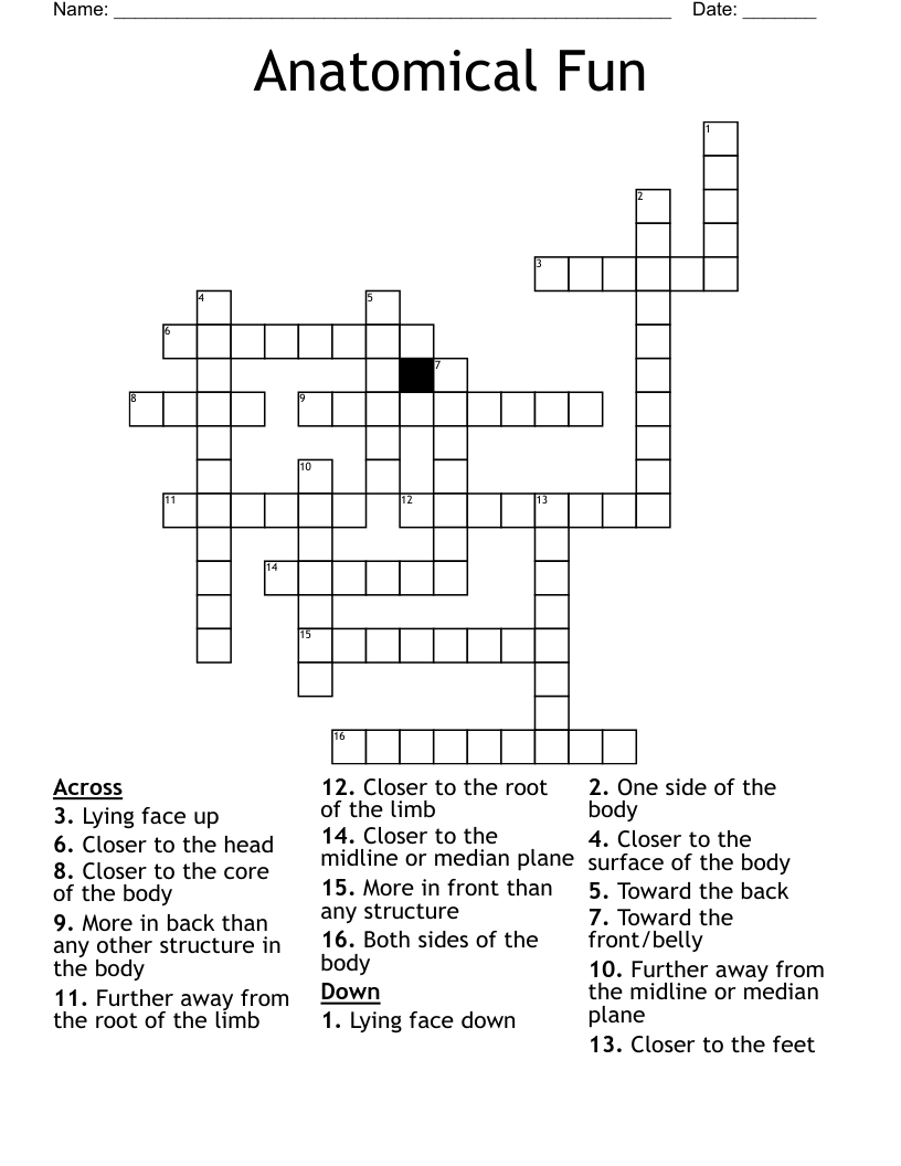 Anatomical Fun Crossword