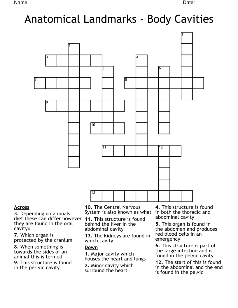 Anatomical Landmarks - Body Cavities Crossword