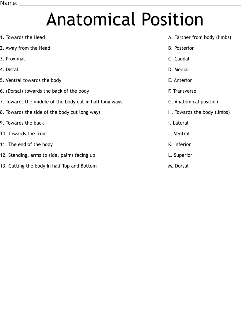 Anatomical Position Worksheet