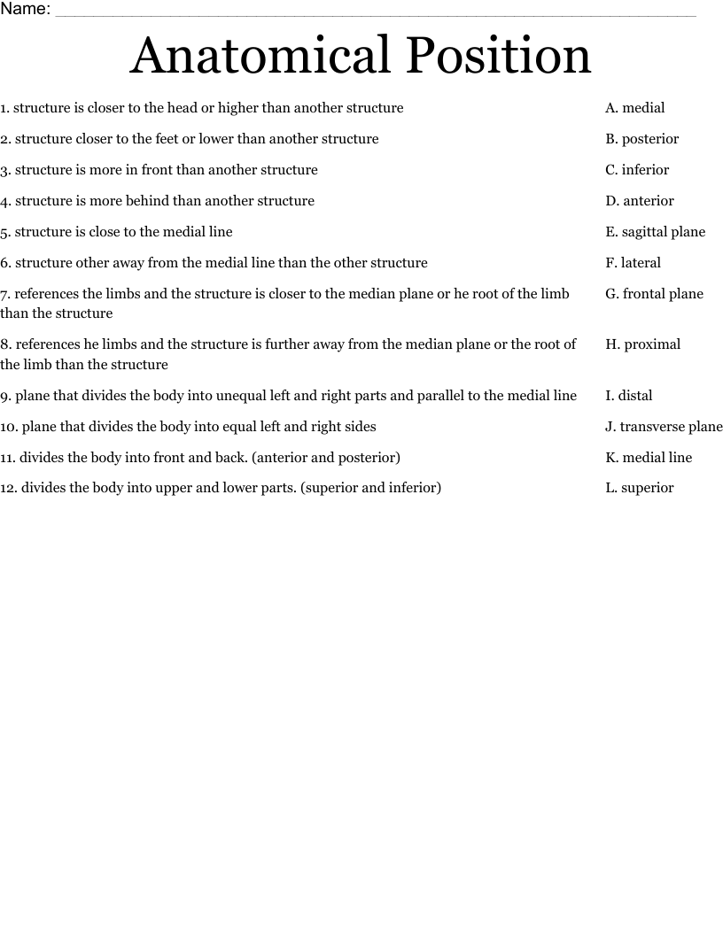 Anatomical Position Worksheet