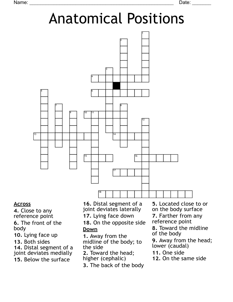 Anatomical Positions Crossword