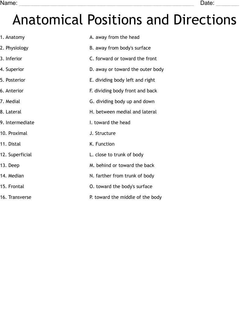 Anatomical Positions and Directions Worksheet