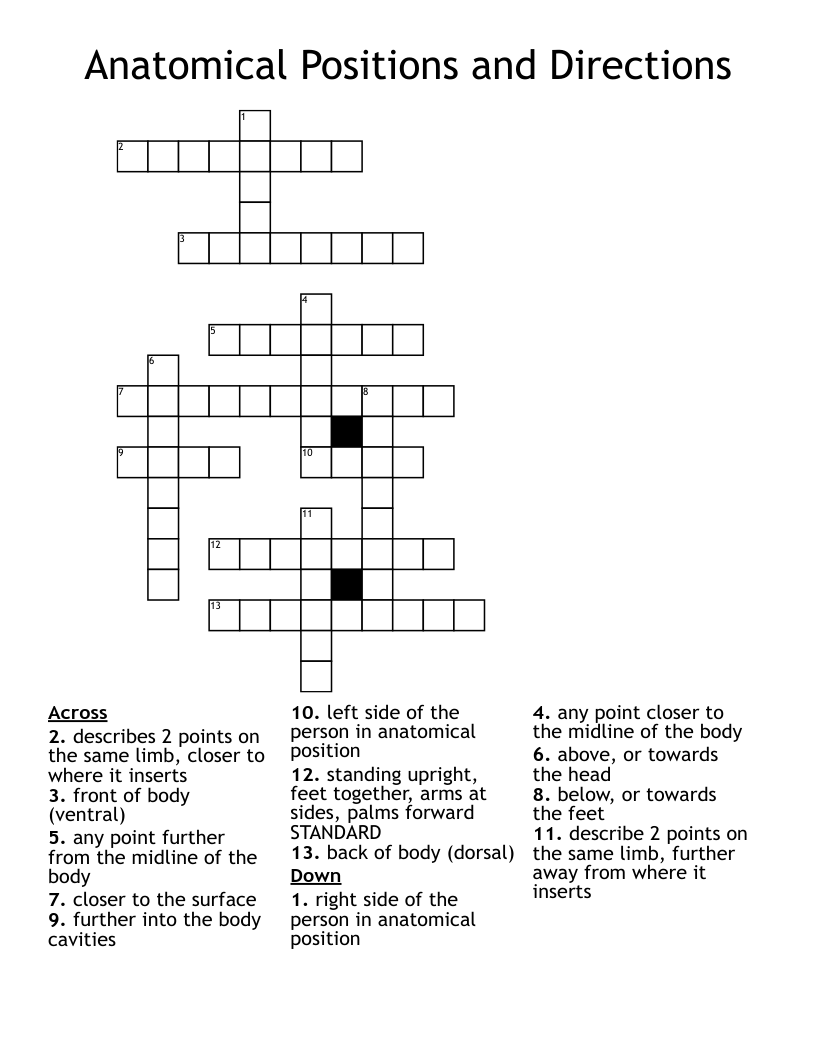 Anatomical Positions and Directions Crossword