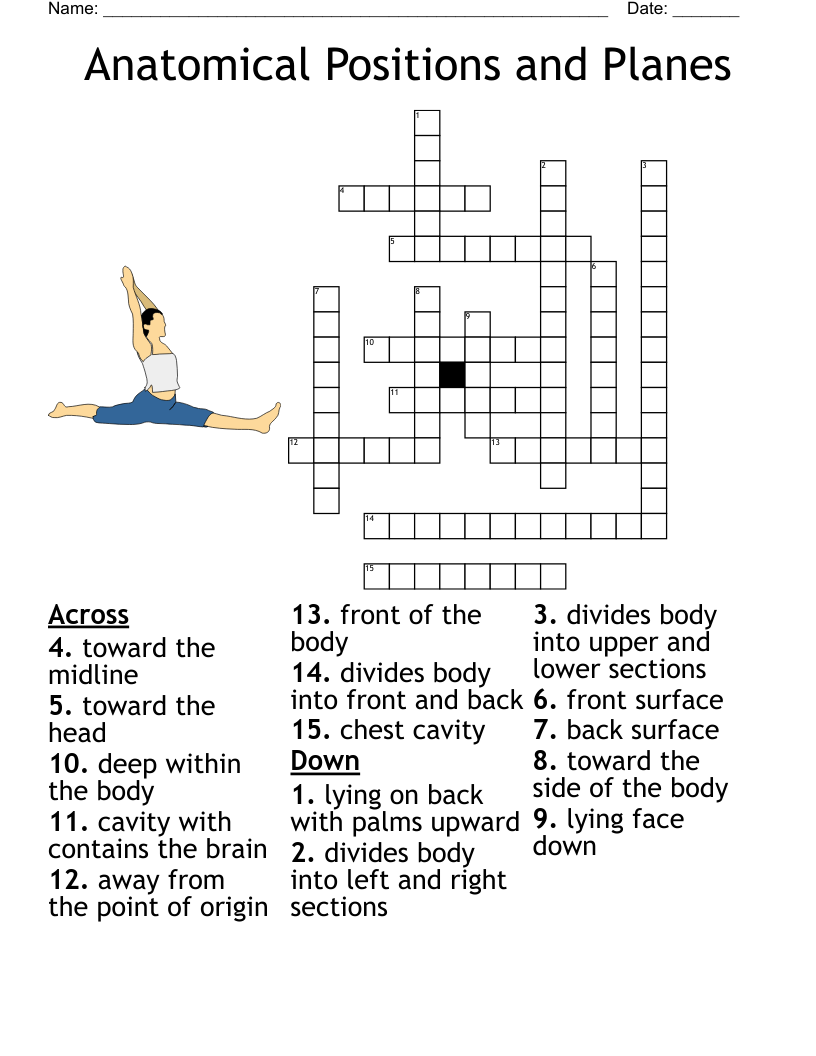 Anatomical Positions and Planes Crossword