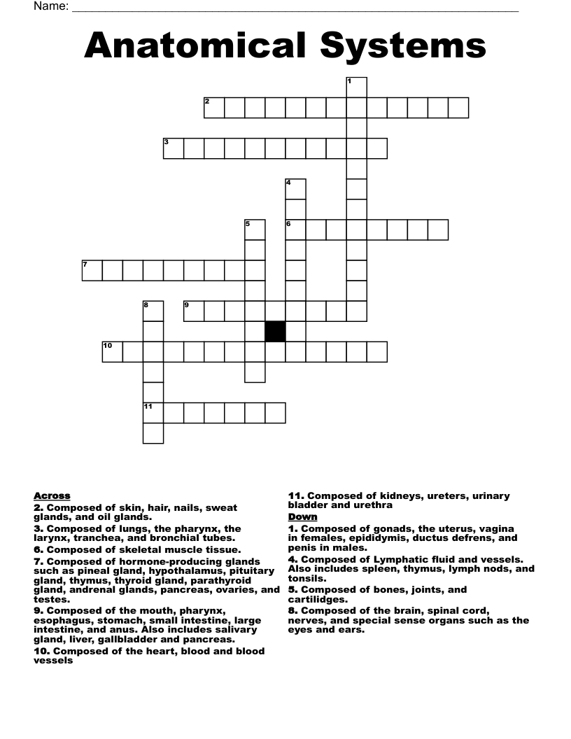 Anatomical Systems Crossword