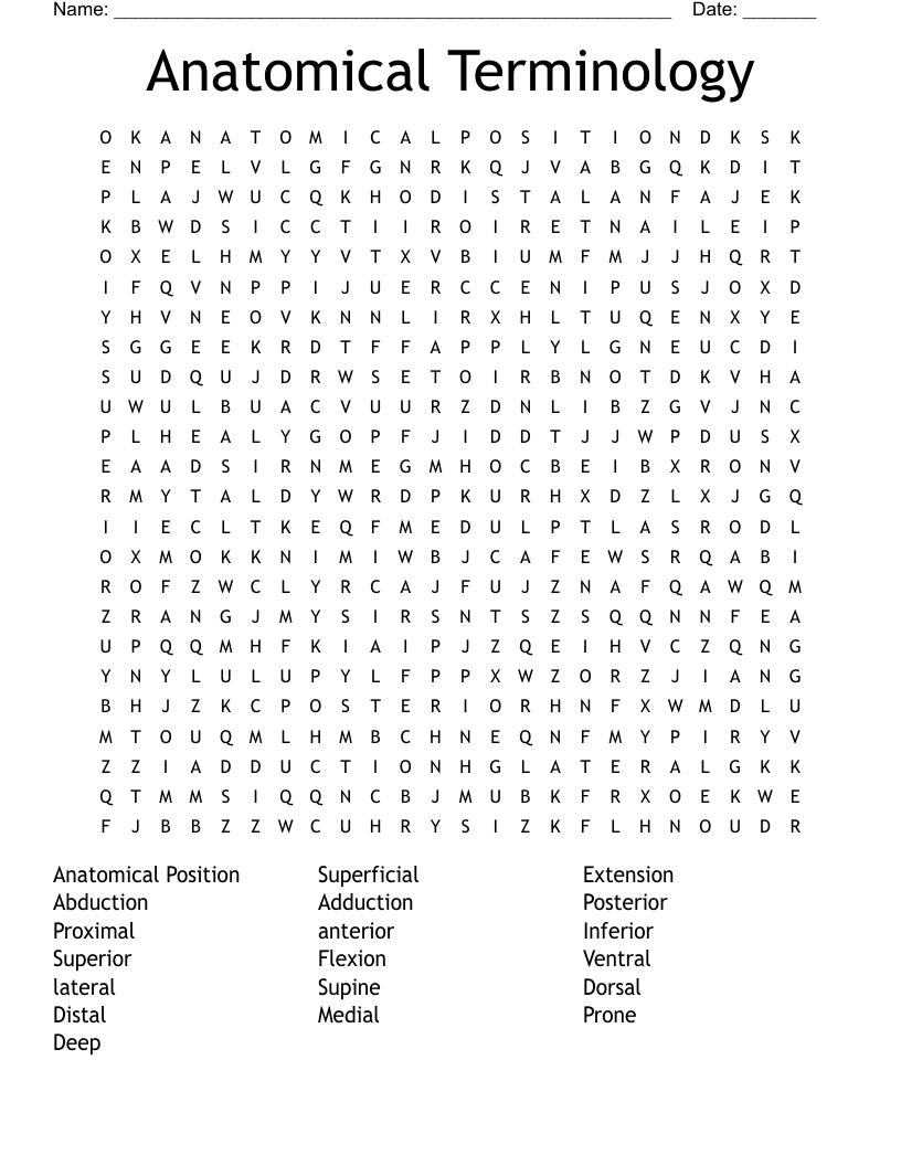 Anatomical Terminology Word Search