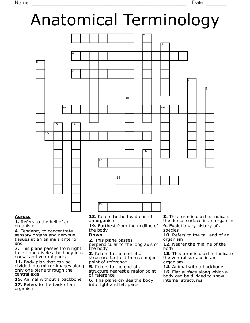 Anatomical Terminology  Crossword