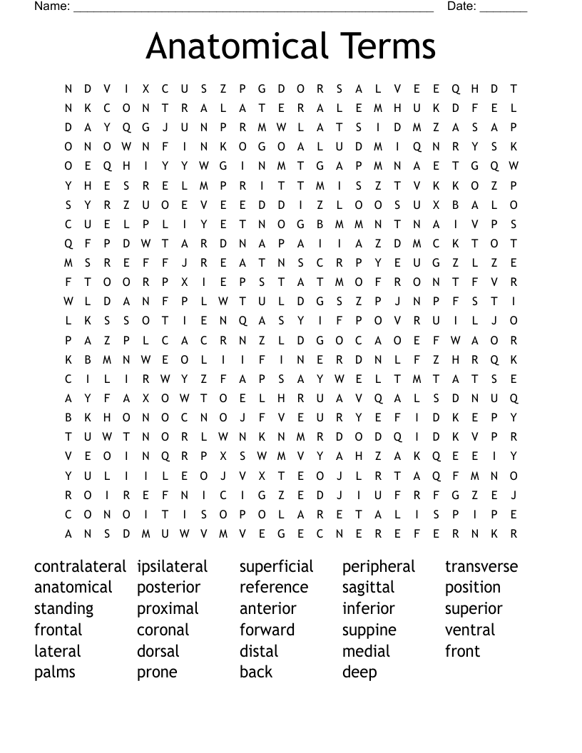Anatomical Terms Word Search