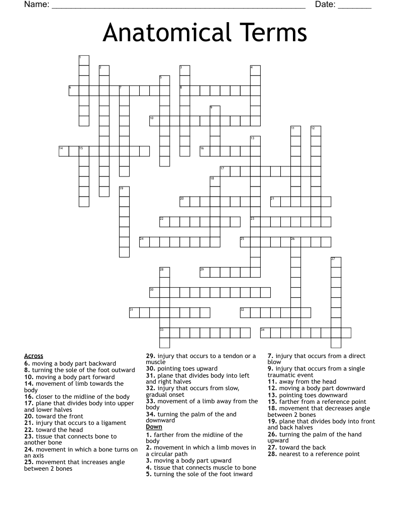 Anatomical Terms Crossword