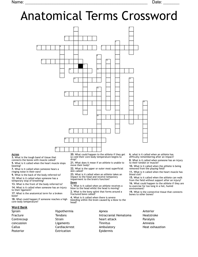 Anatomical Terms Crossword