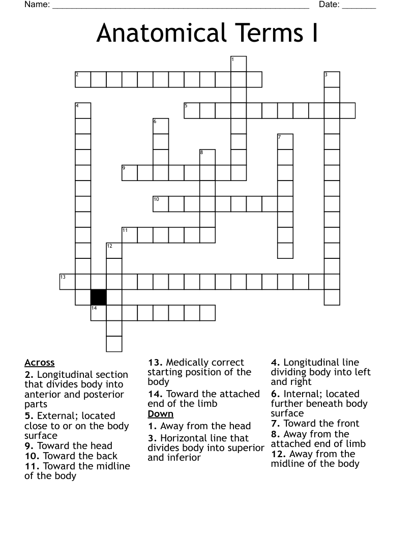 Anatomical Terms I Crossword