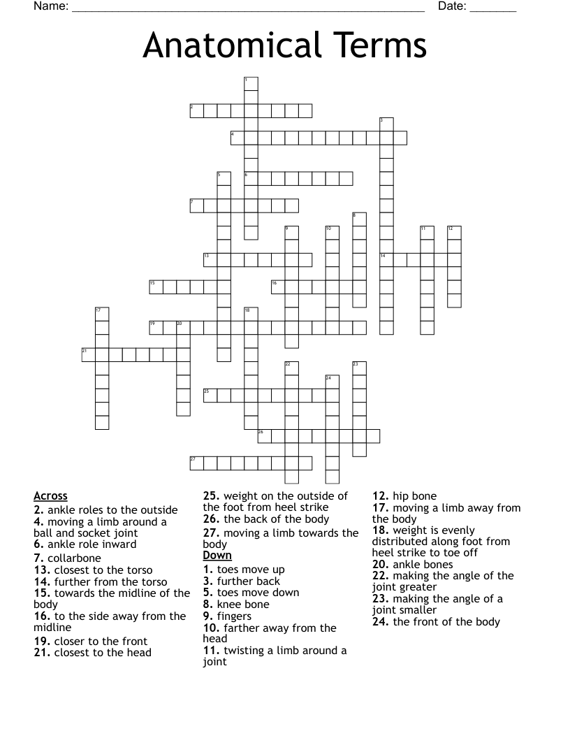 Anatomical Terms  Crossword