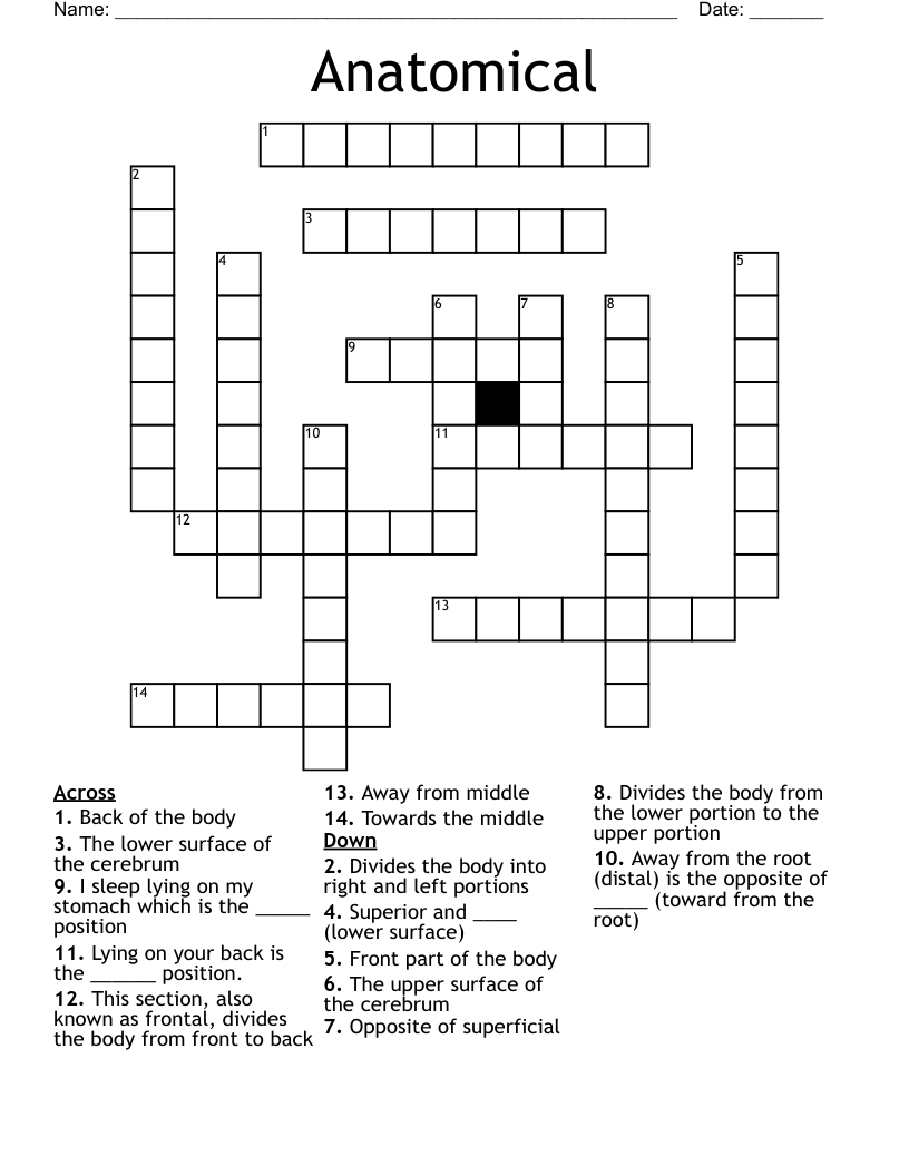 Anatomical  Crossword