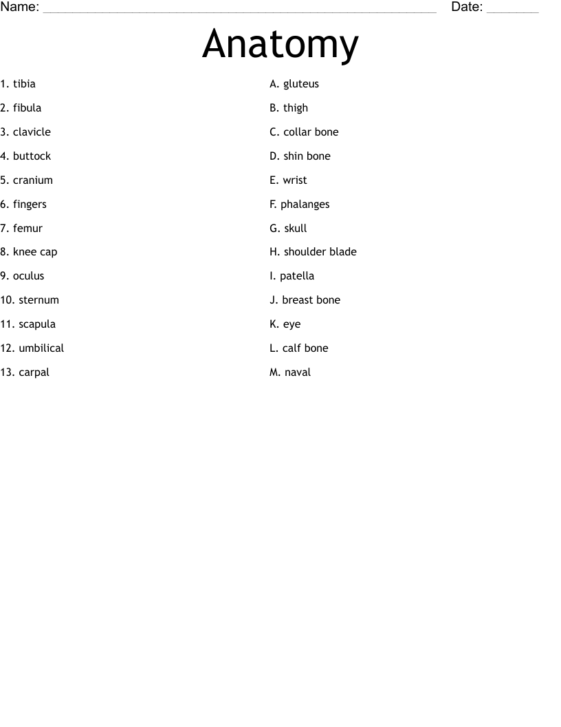 Anatomy Worksheet