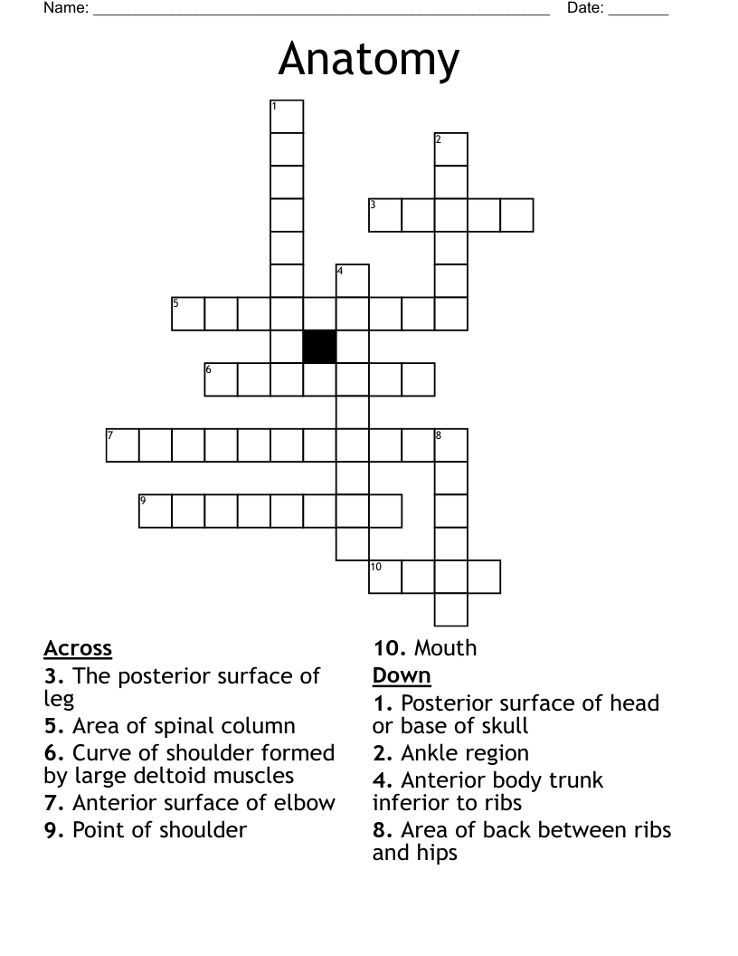 Anatomy Crossword