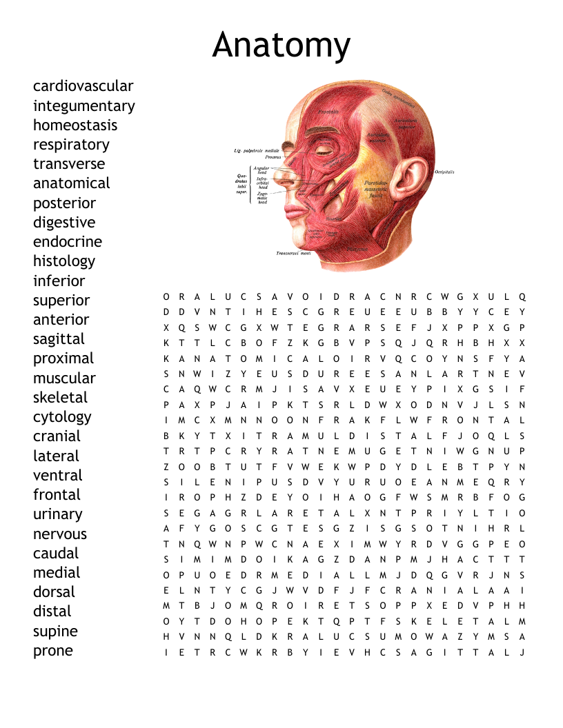 Anatomy Word Search