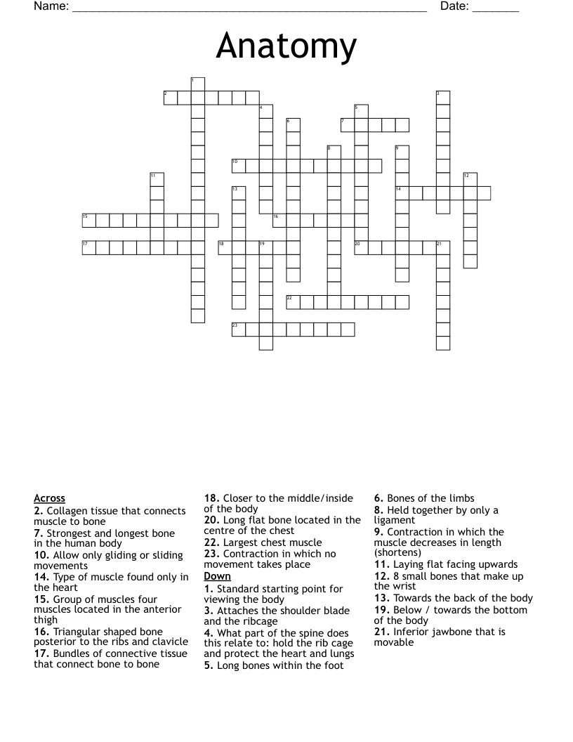 Anatomy Crossword