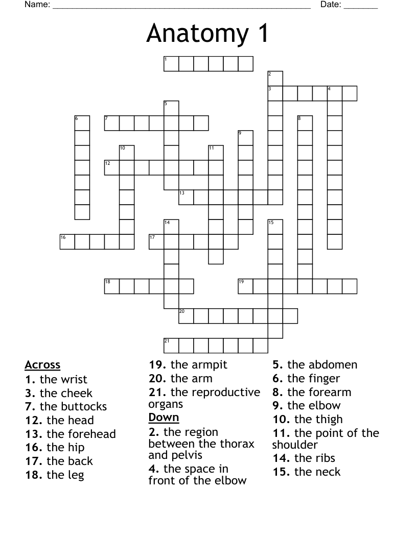 Anatomy 1 Crossword