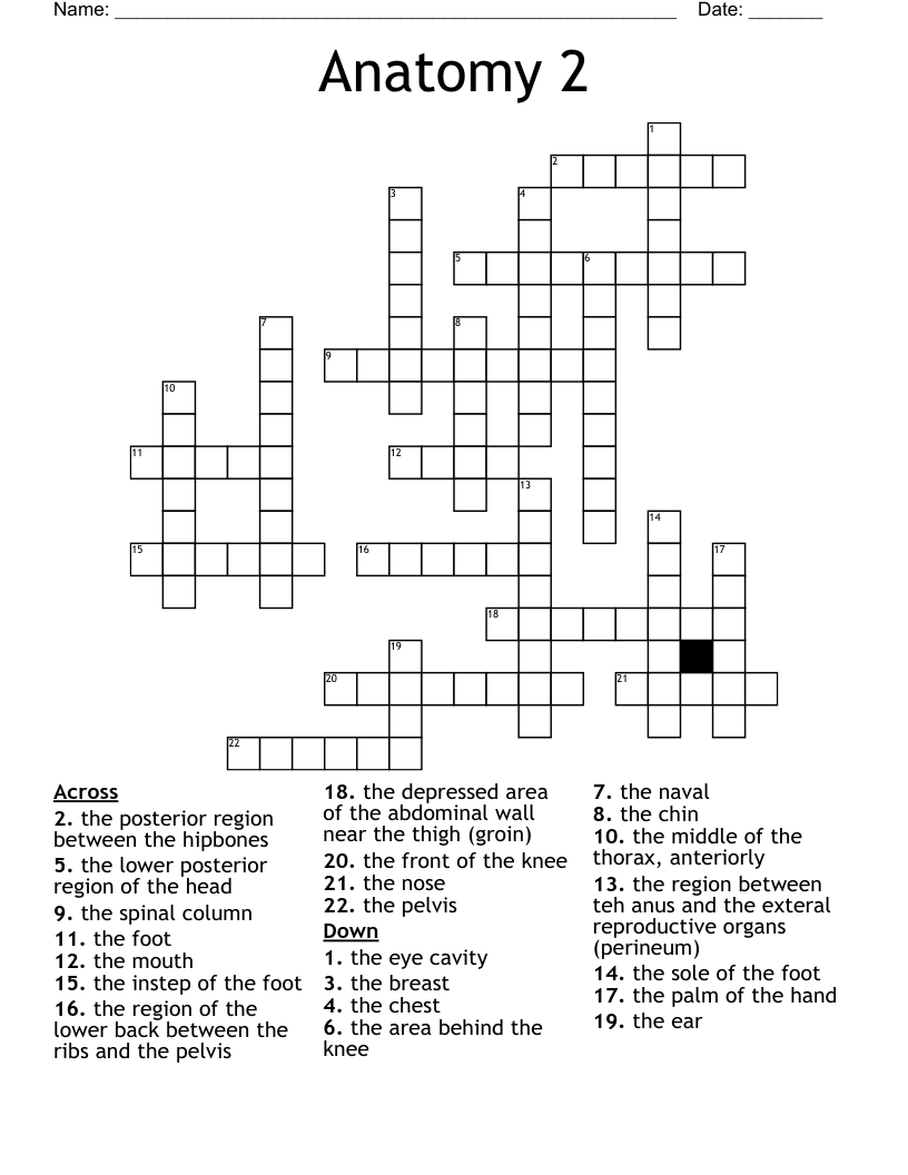 Anatomy 2 Crossword