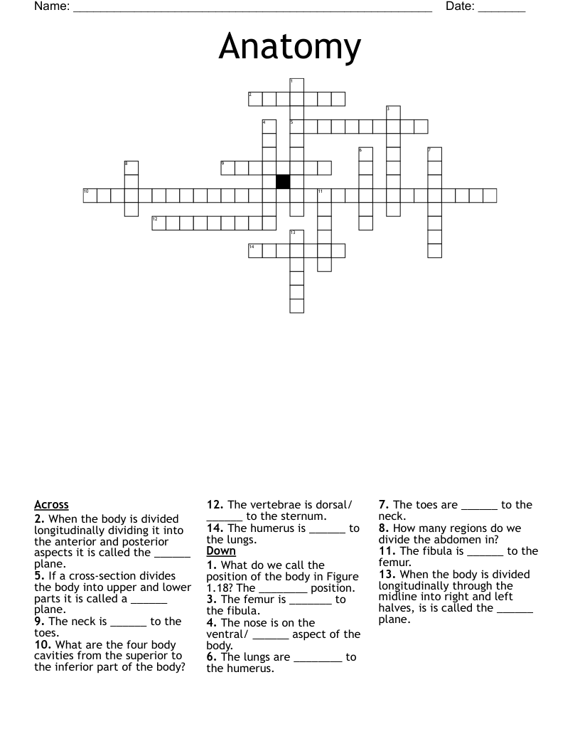 Anatomy Crossword