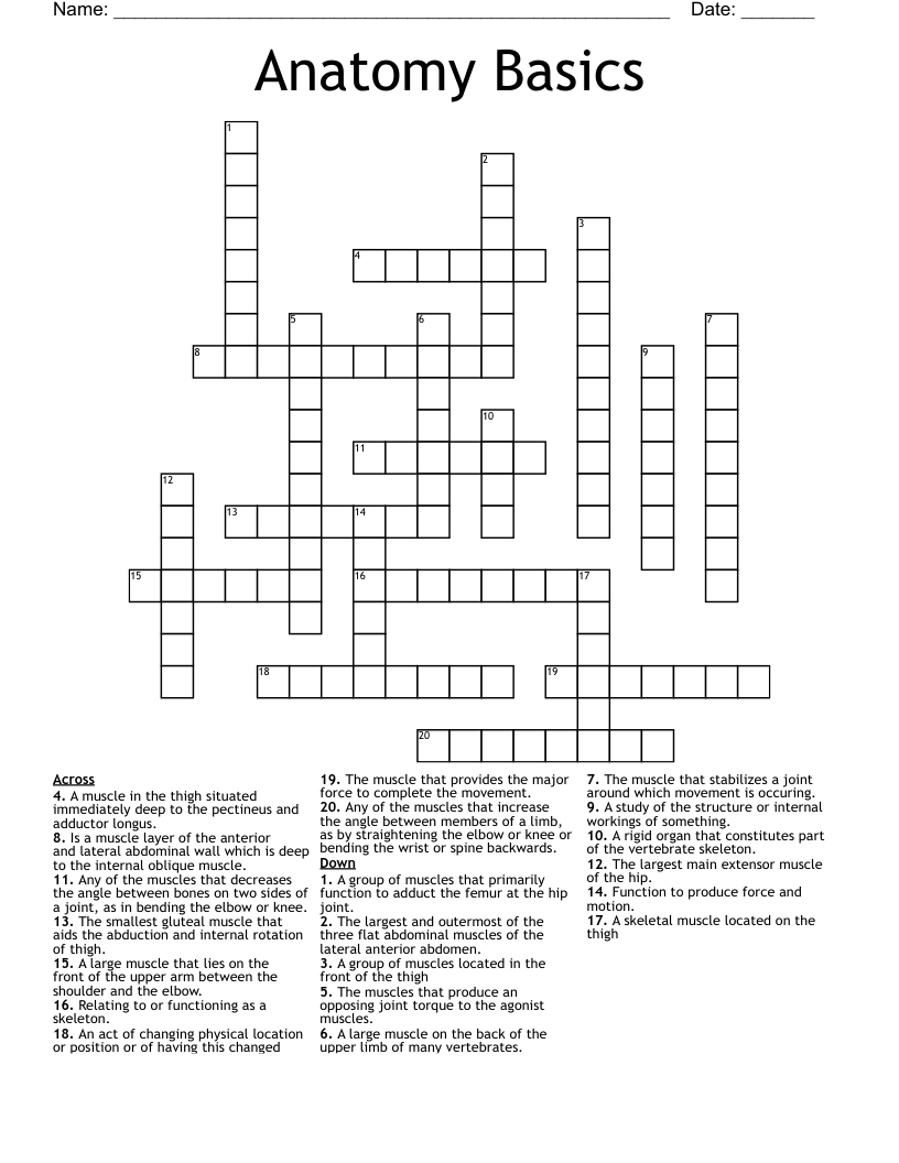 Anatomy Basics  Crossword