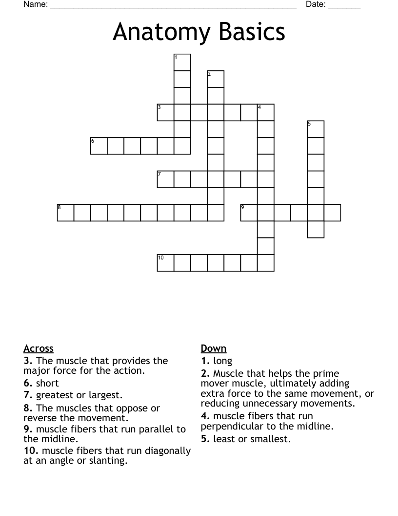 Anatomy Basics  Crossword