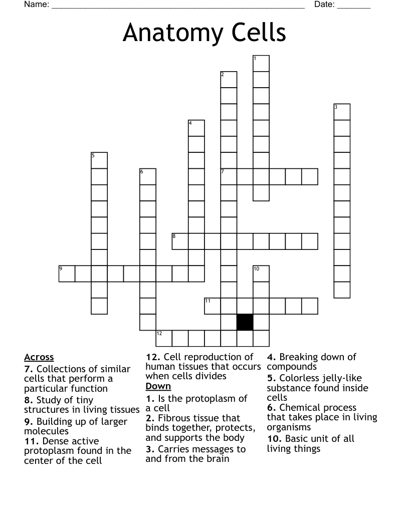 Anatomy Cells Crossword