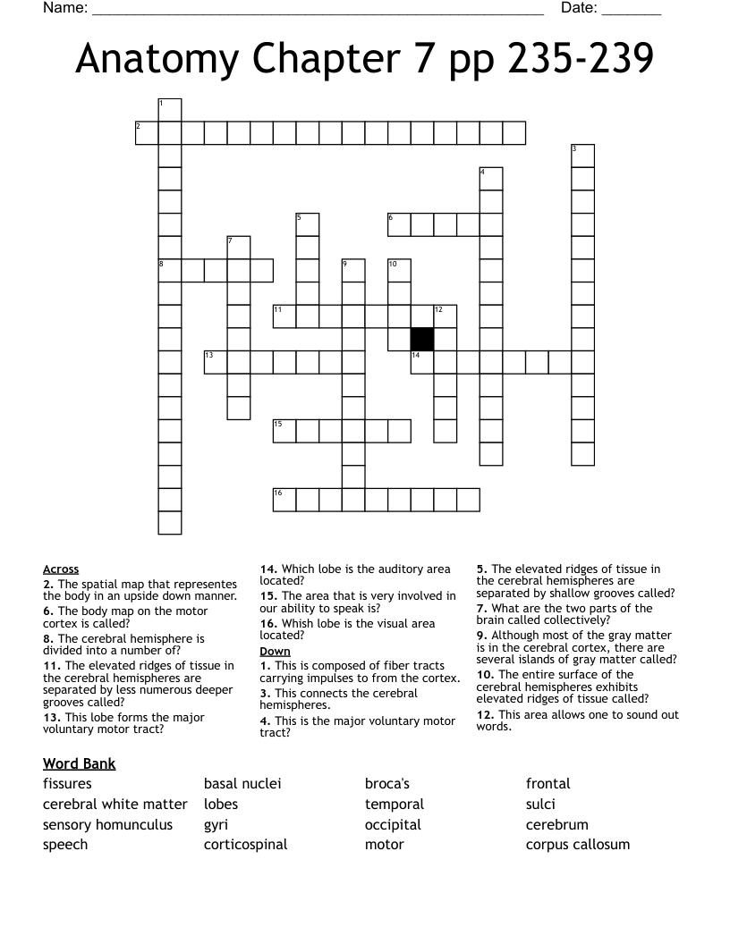 Anatomy Chapter 7 pp 235-239 Crossword