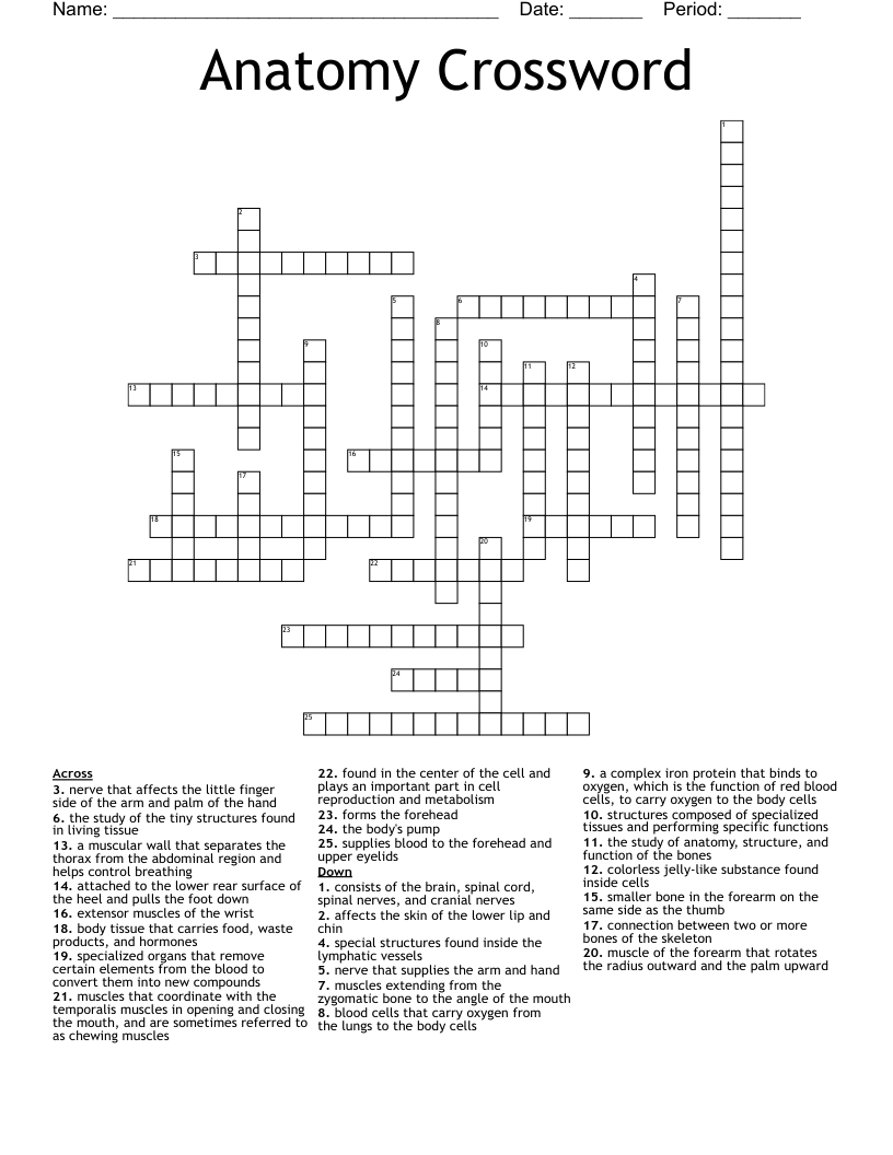 Anatomy Crossword