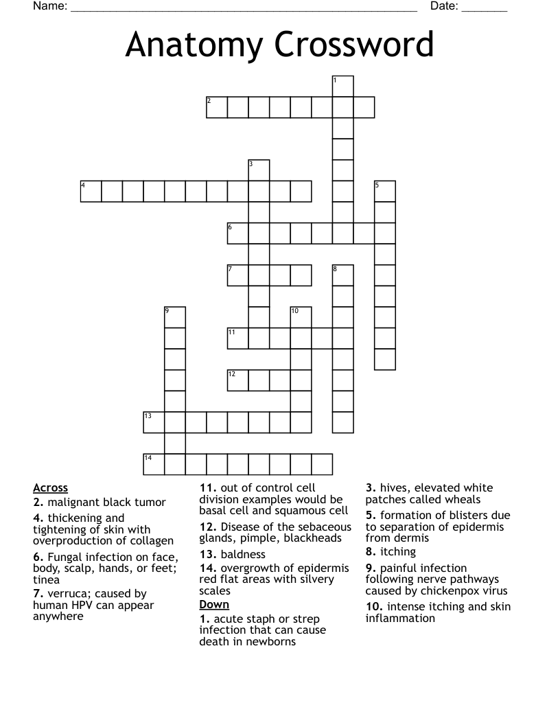 Anatomy Crossword