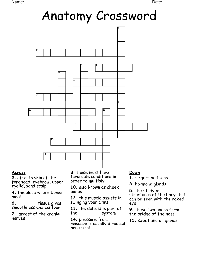 Anatomy Crossword