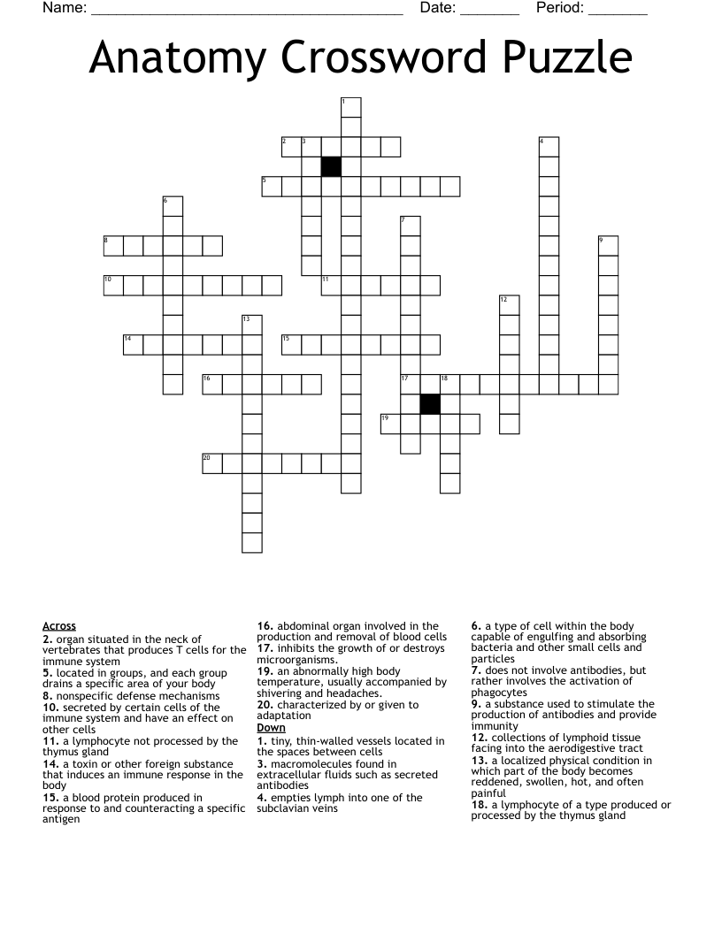 Anatomy Crossword Puzzle