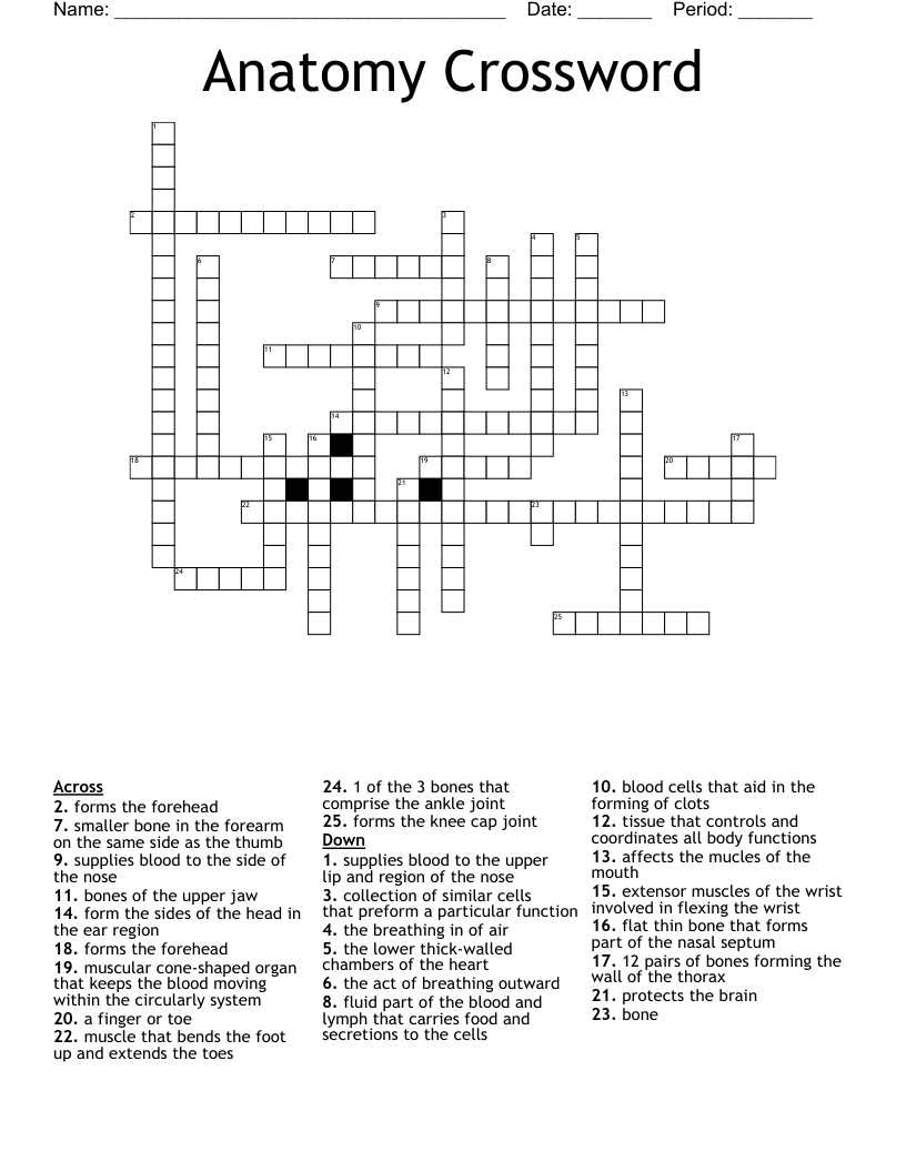 Anatomy Crossword 