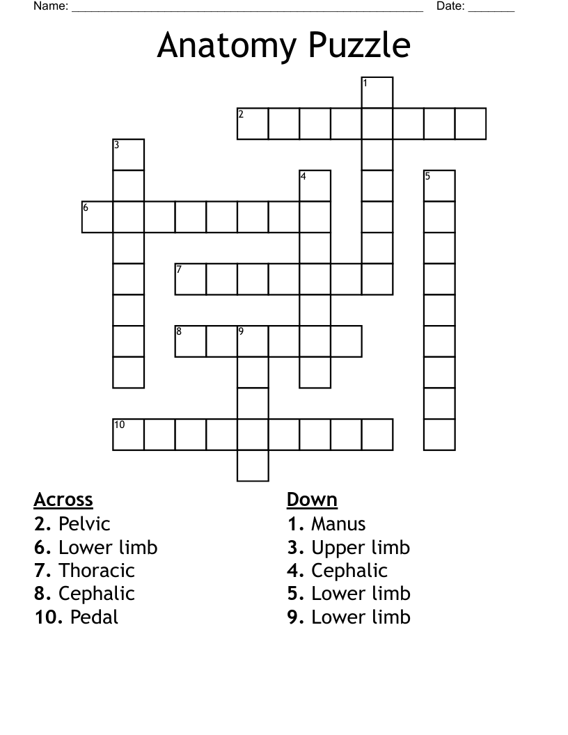 Anatomy Puzzle  Crossword