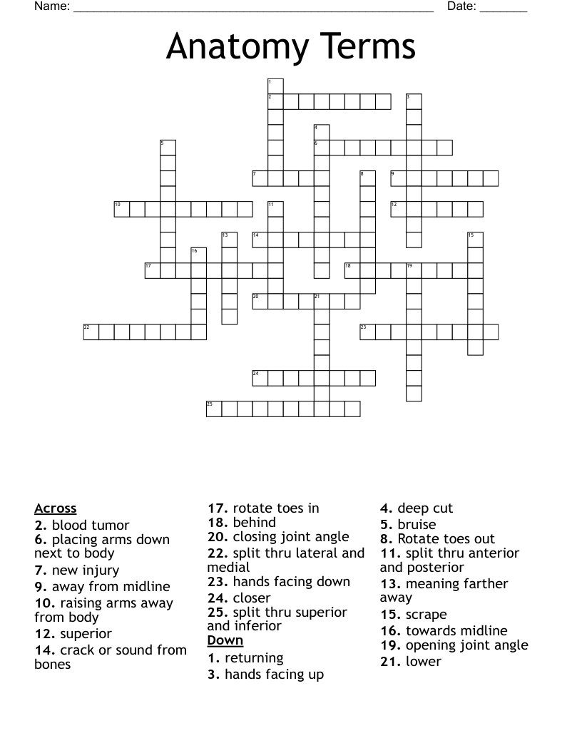 Anatomy Terms Crossword