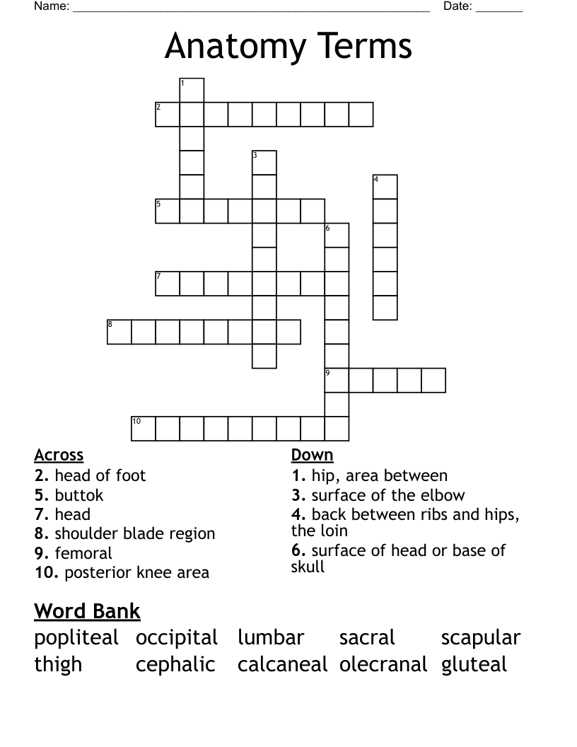 Anatomy Terms  Crossword