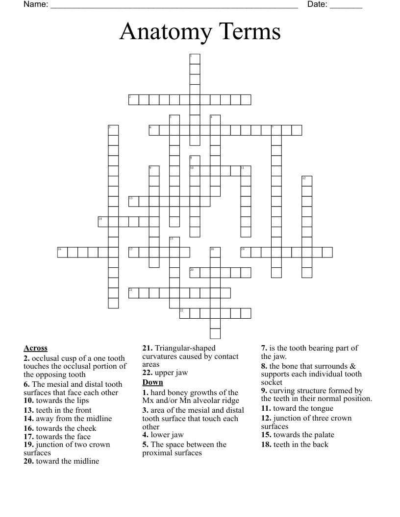 Anatomy Terms  Crossword