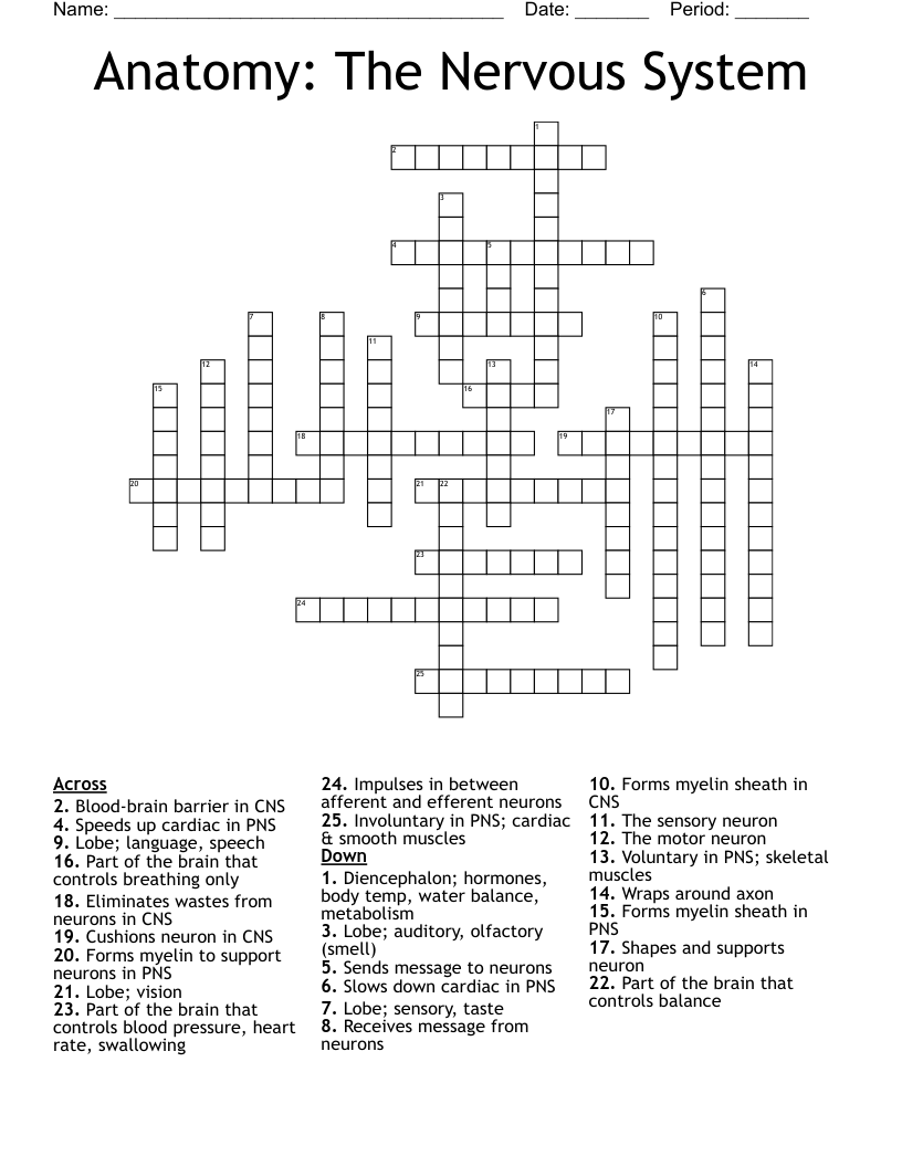 Anatomy: The Nervous System Crossword