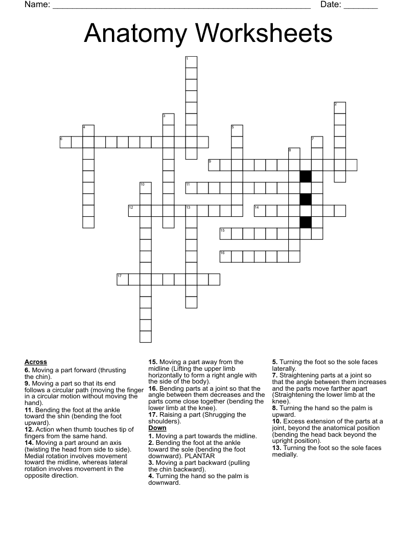 Anatomy Worksheets Crossword
