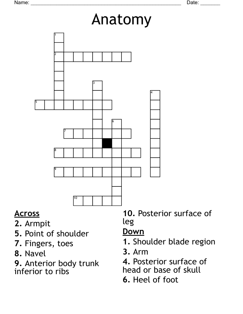 Anatomy  Crossword