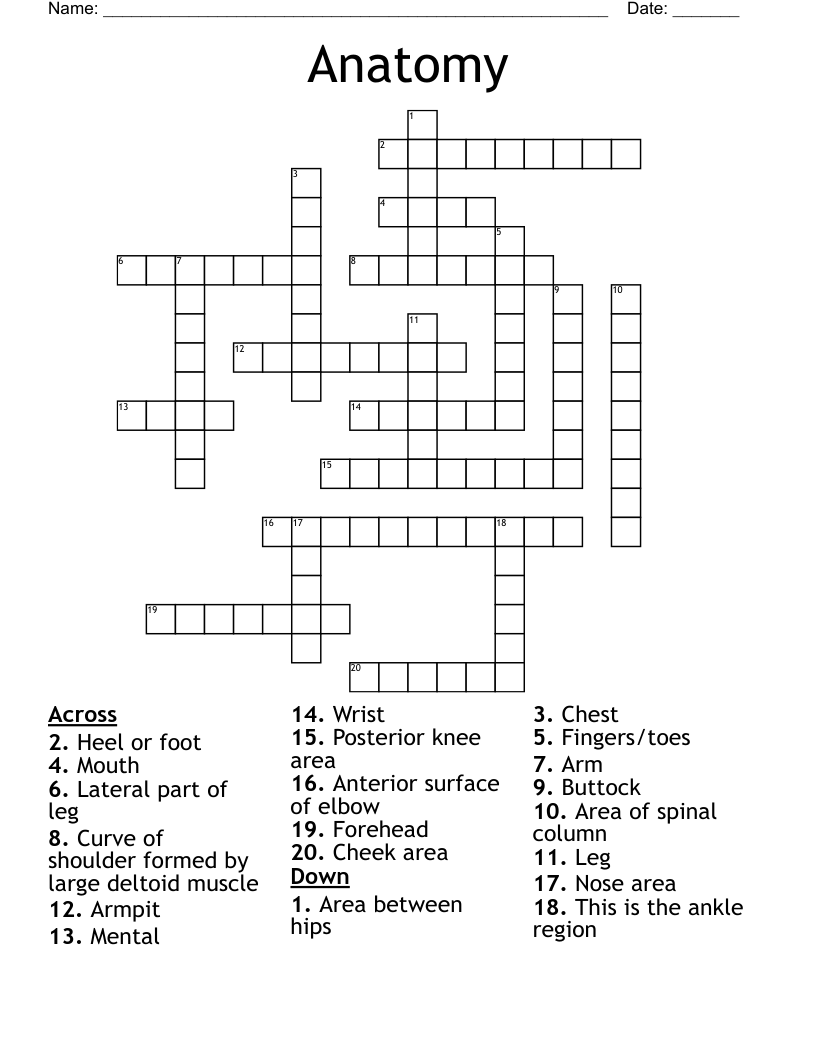 Anatomy  Crossword