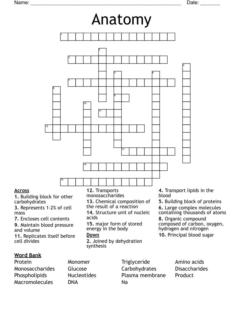 Anatomy  Crossword