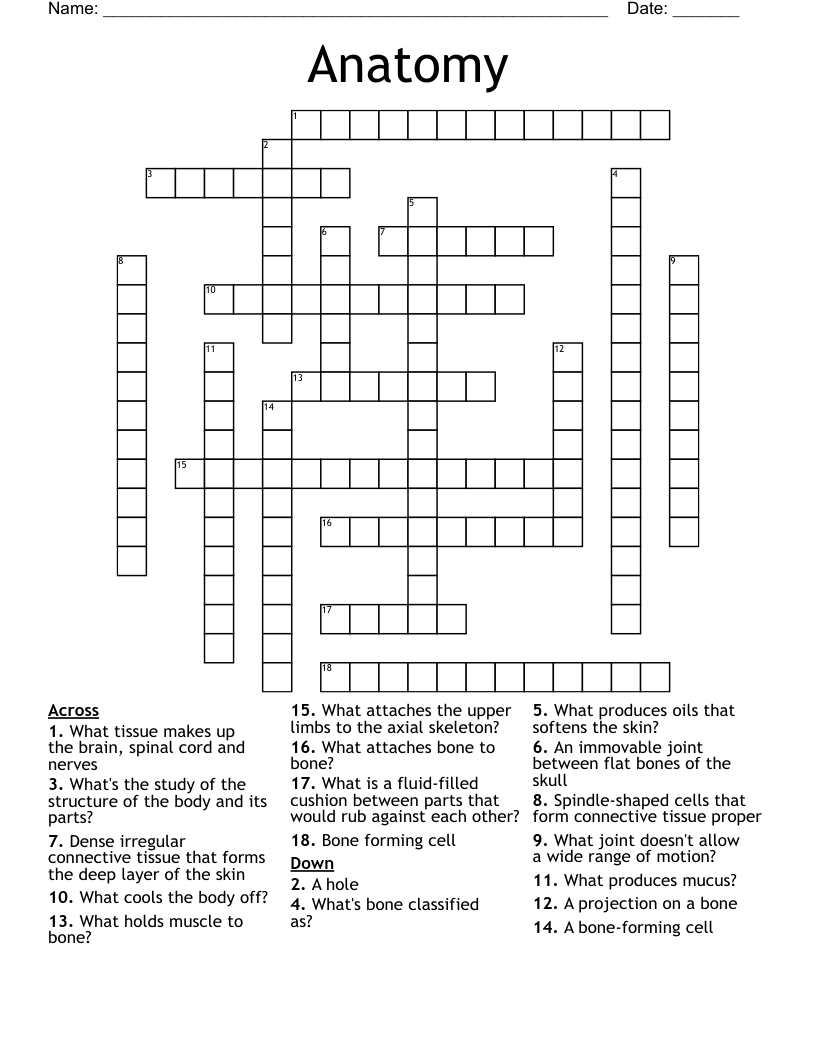 Anatomy  Crossword