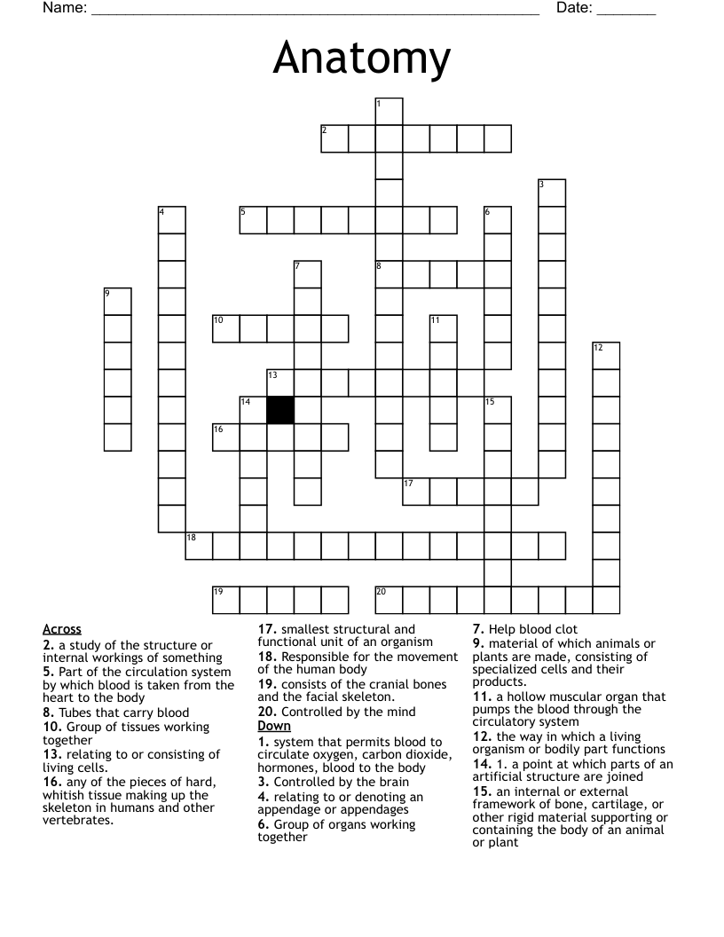 Anatomy  Crossword