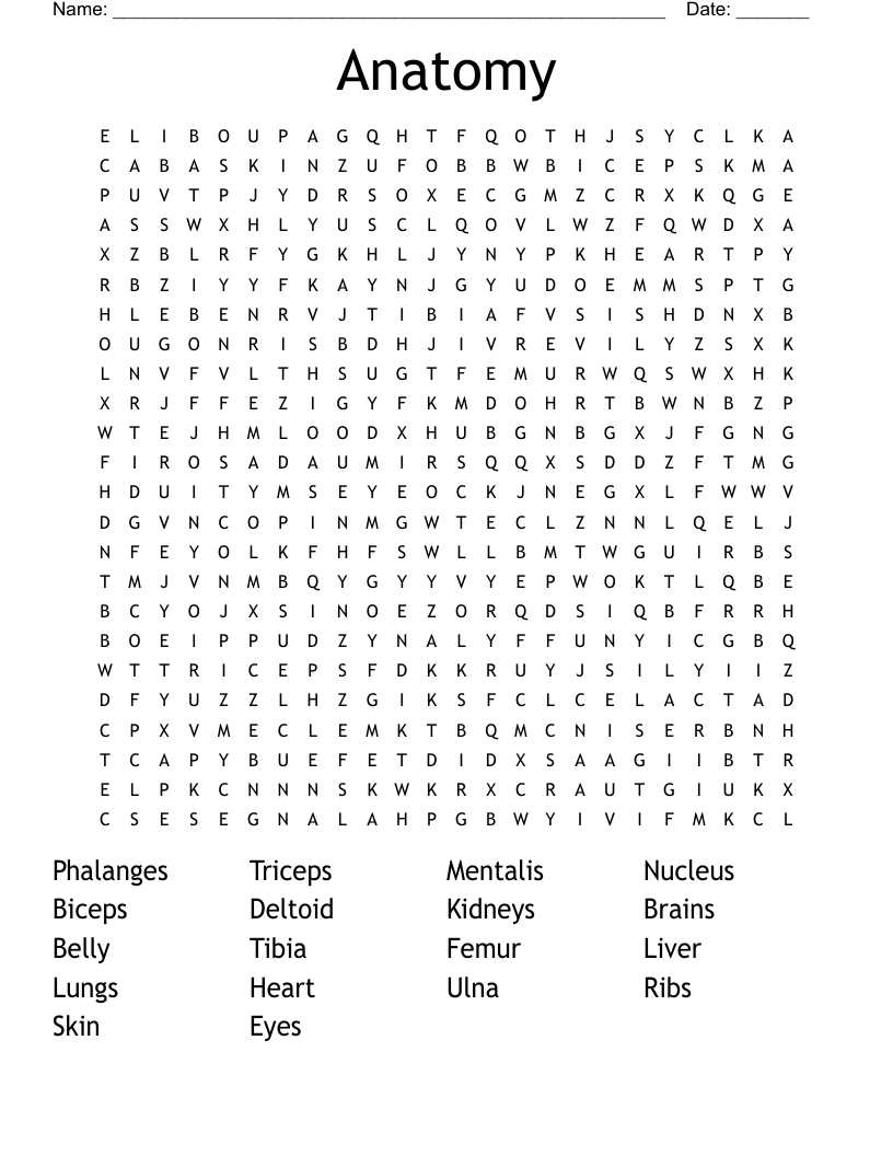 Anatomy  Word Search
